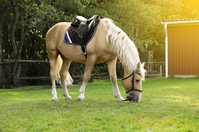 Photo of Beautiful palomino horse grazing on green pasture