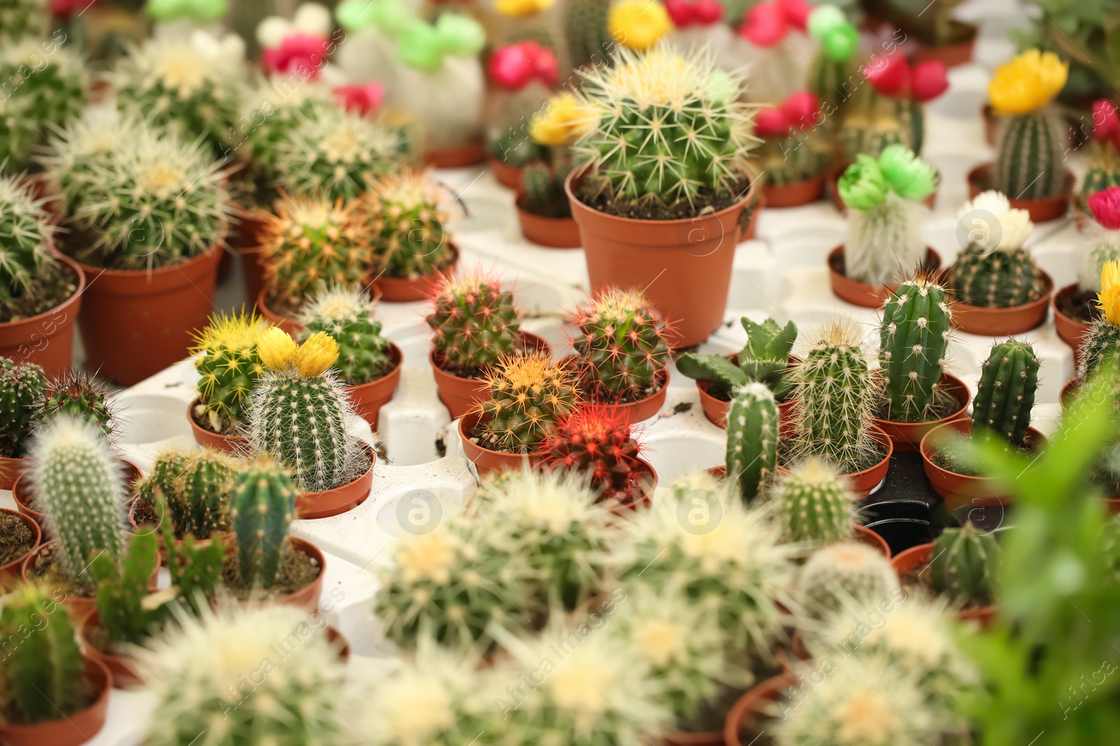 Photo of Pots with beautiful cacti, closeup. Tropical flowers