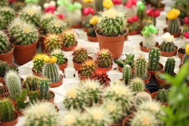 Pots with beautiful cacti, closeup. Tropical flowers