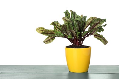 Sorrel plant in pot on wooden table against white background