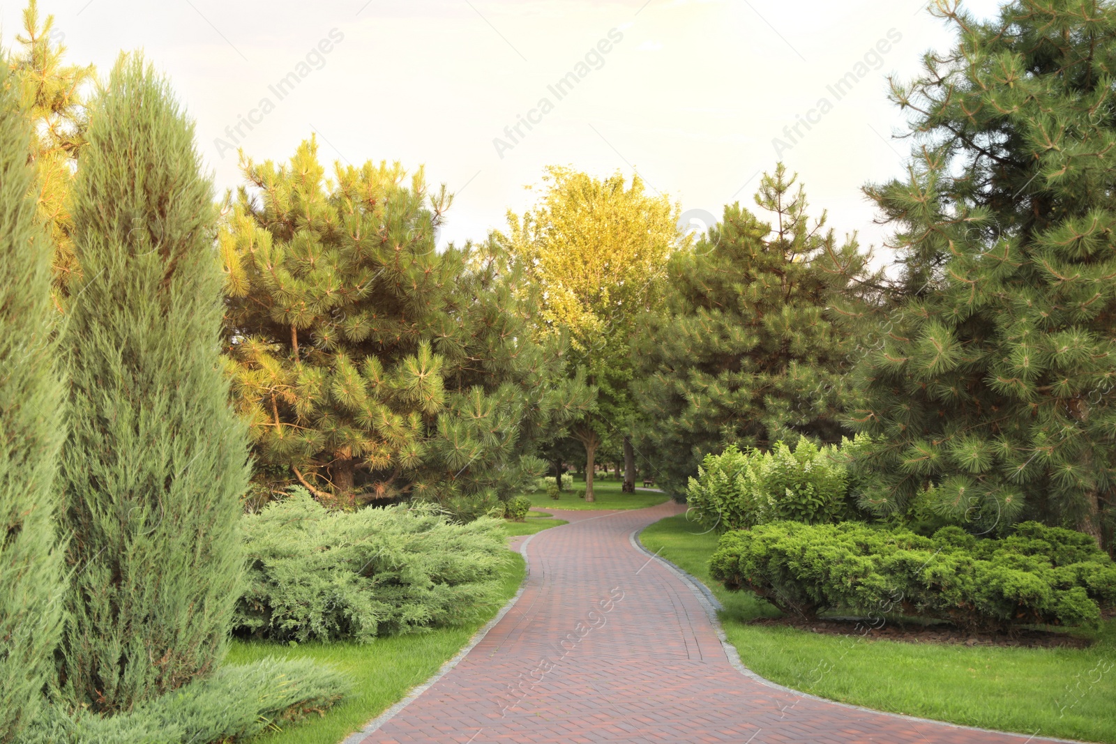 Photo of Picturesque landscape with brick path on sunny day. Gardening idea