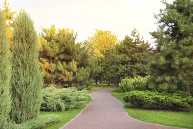 Picturesque landscape with brick path on sunny day. Gardening idea