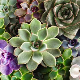 Many beautiful succulent plants as background, top view