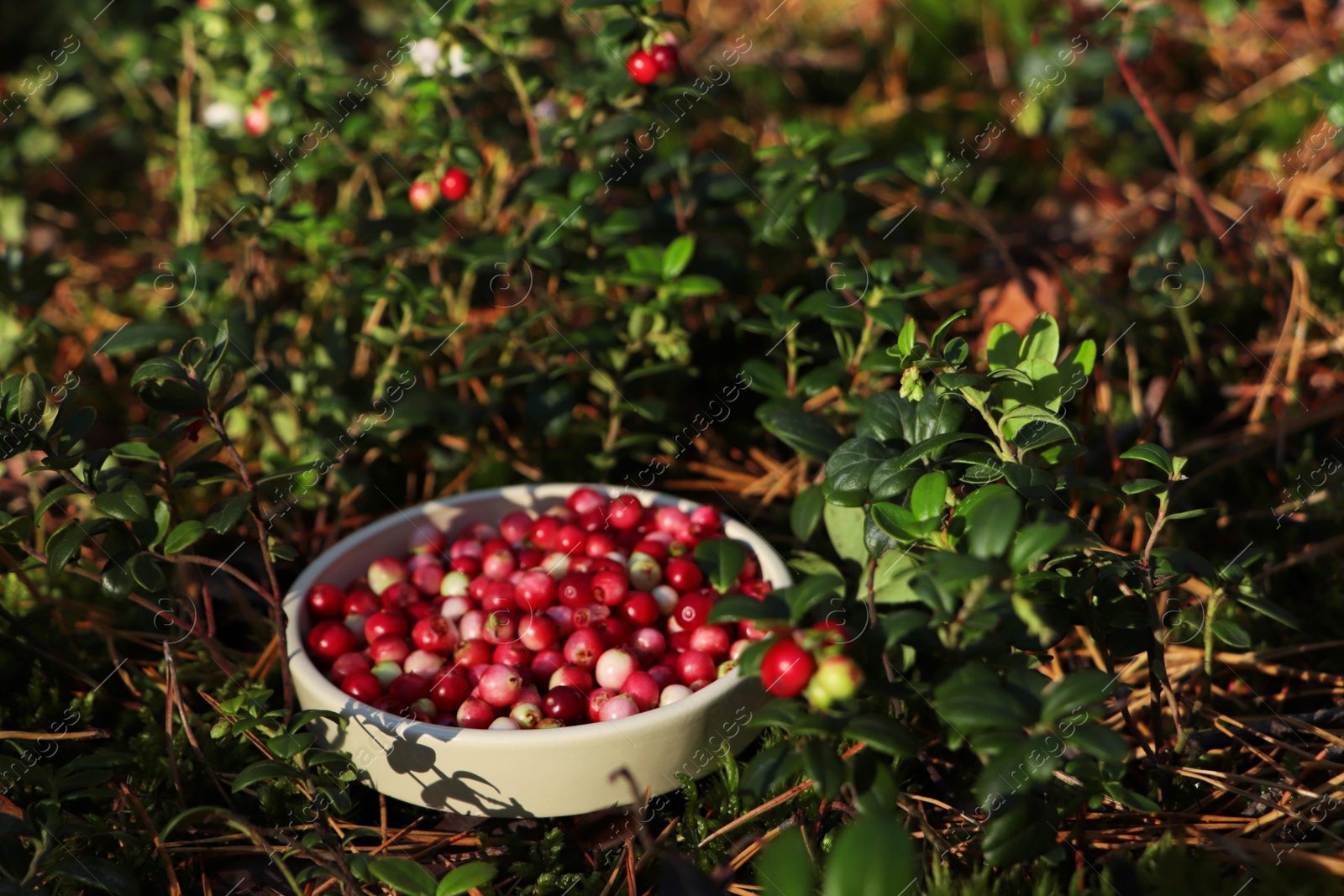 Photo of Bowl of delicious ripe red lingonberries outdoors, space for text