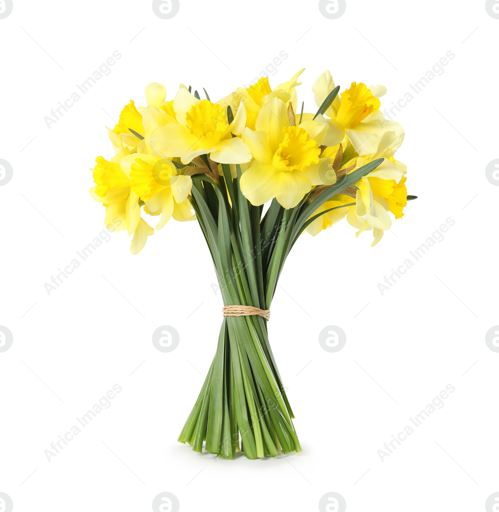 Photo of Bouquet of daffodils on white background. Fresh spring flowers