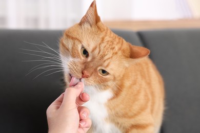 Woman giving vitamin pill to cute ginger cat on couch indoors, closeup