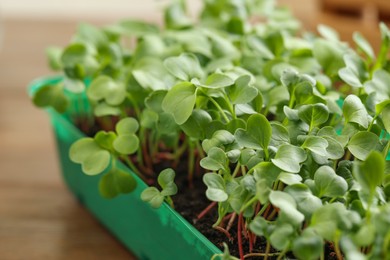 Fresh microgreens growing in plastic container with soil on table, closeup