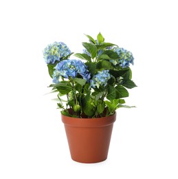 Photo of Beautiful hortensia flower in pot isolated on white