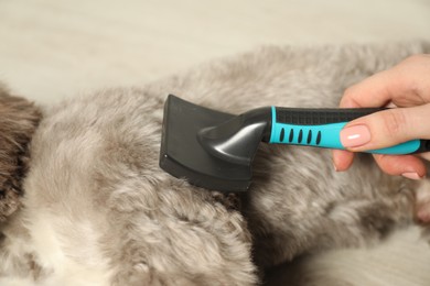 Photo of Woman brushing cute Maltipoo dog indoors, closeup. Lovely pet