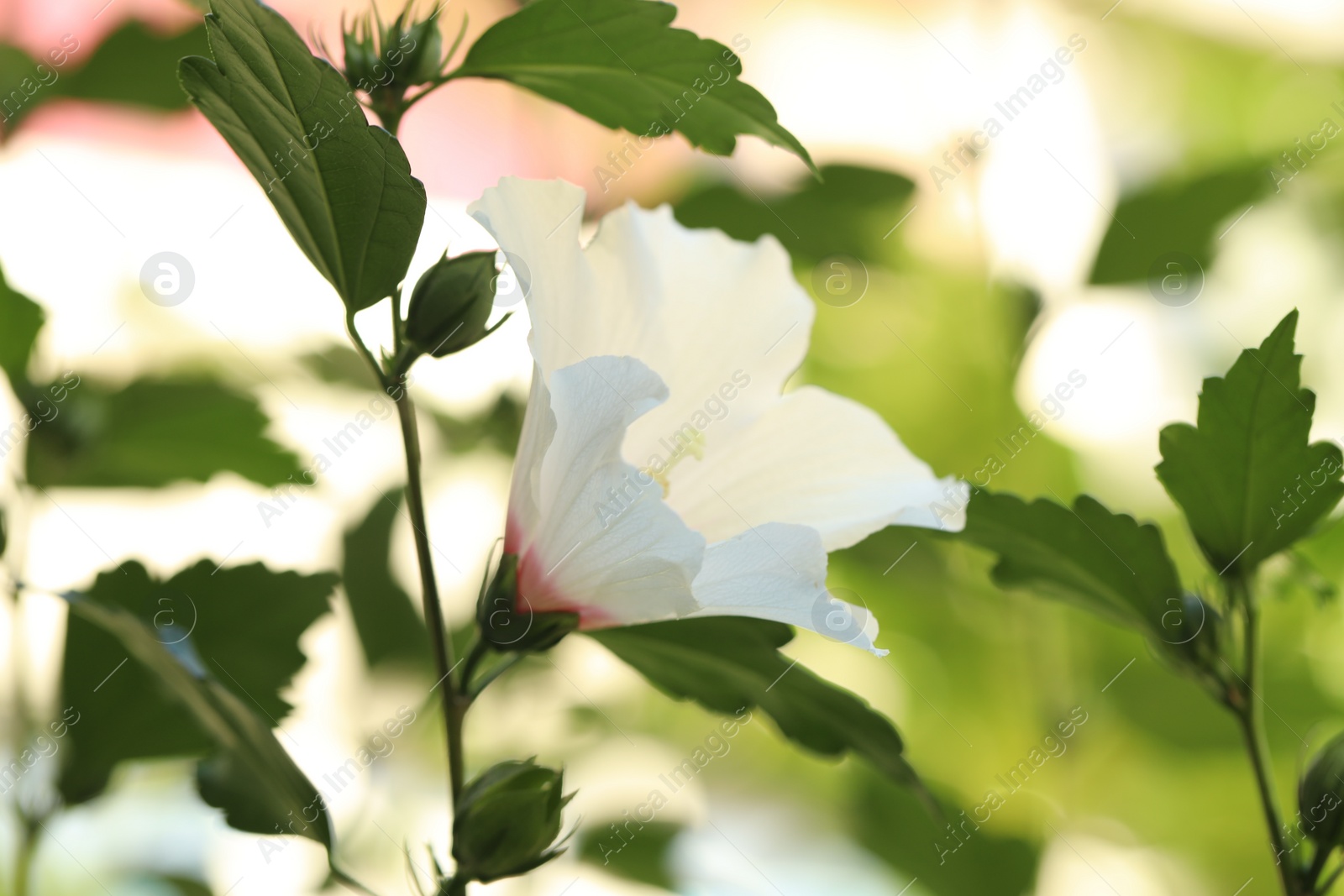 Photo of Beautiful white hibiscus flower growing outdoors, closeup