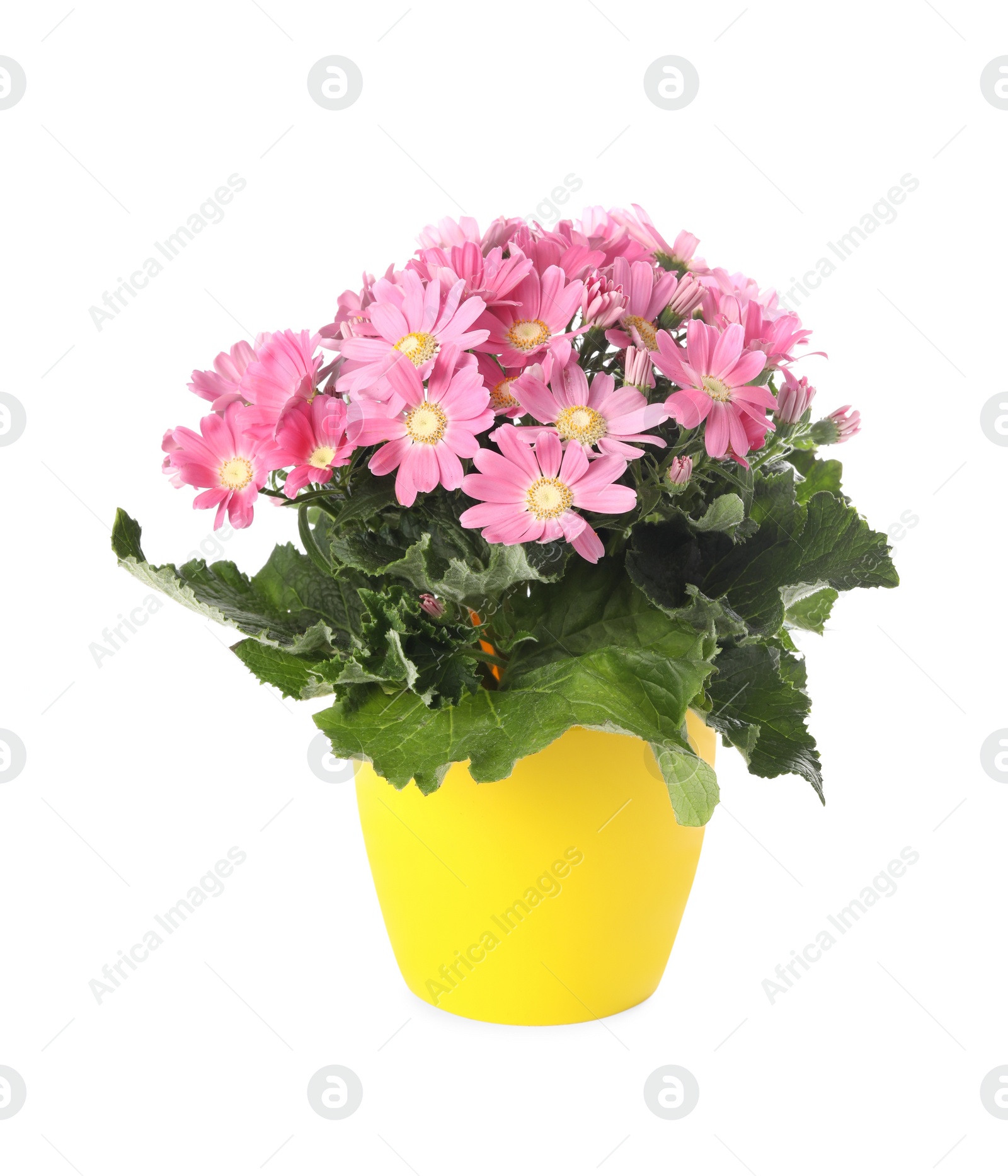 Photo of Beautiful pink cineraria plant in flower pot isolated on white