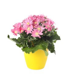 Photo of Beautiful pink cineraria plant in flower pot isolated on white