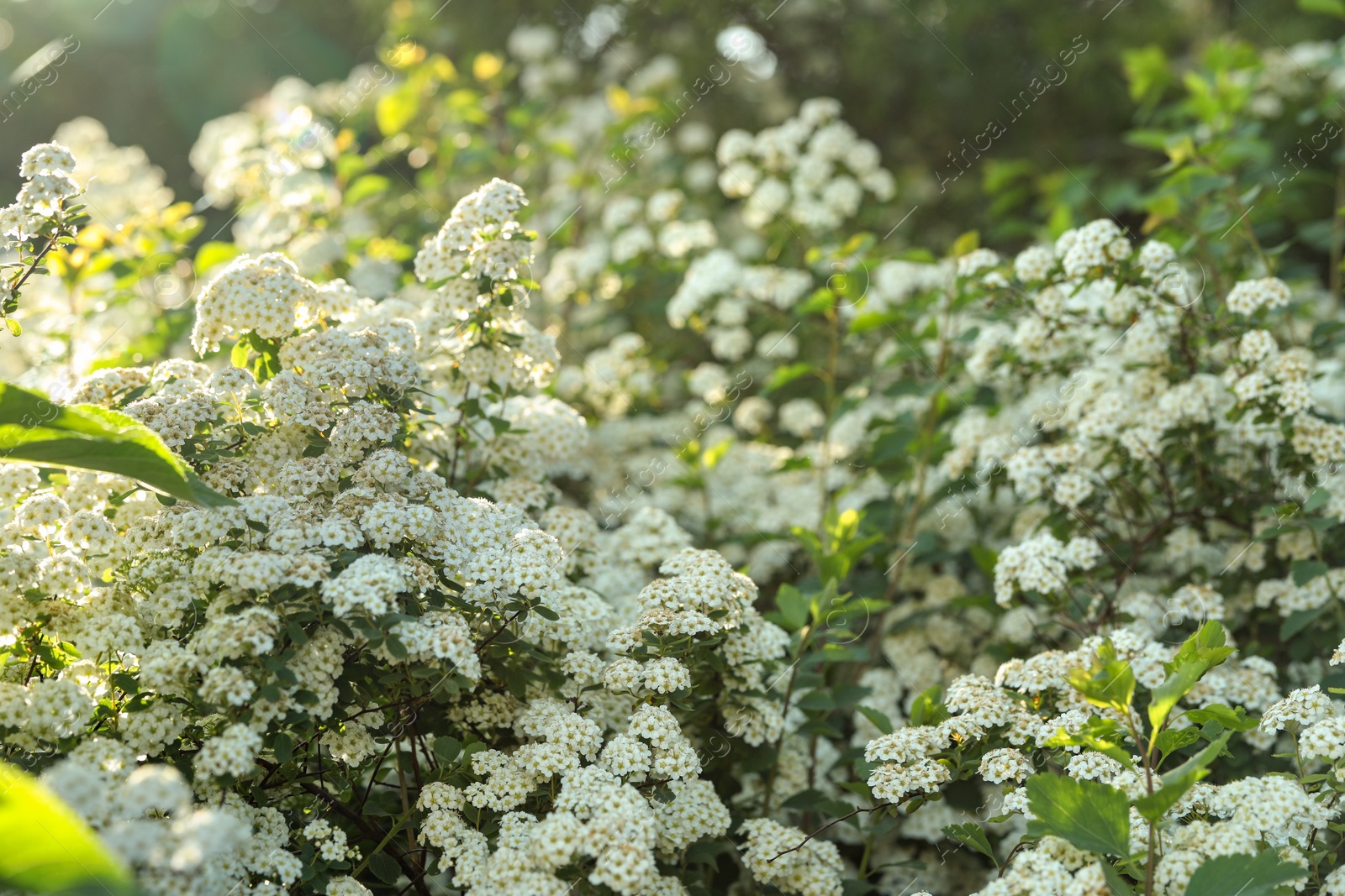 Photo of Beautiful spiraea shrub with white blossom outdoors