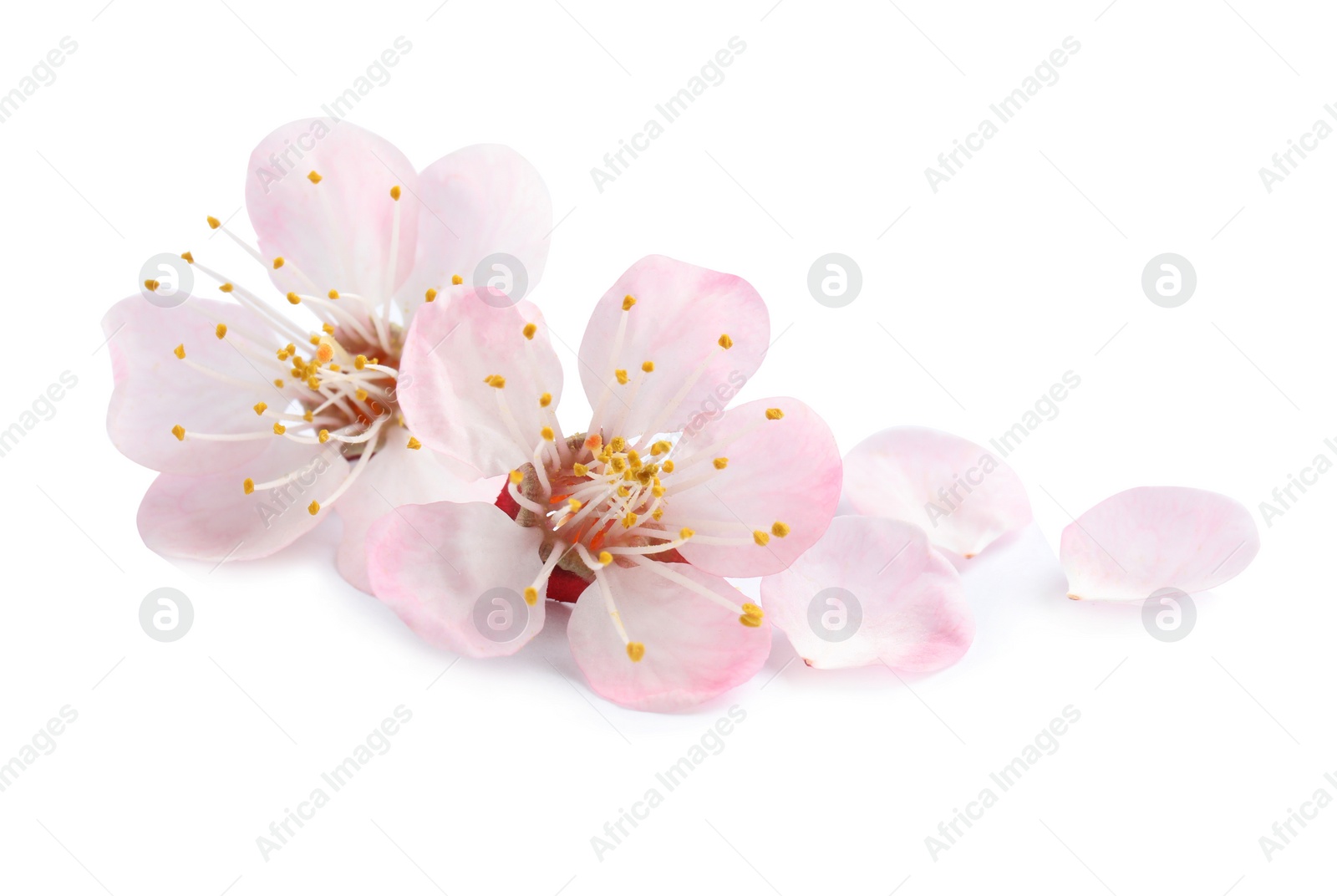 Photo of Beautiful apricot tree blossom on white background. Springtime