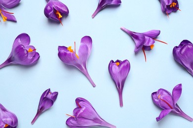 Photo of Beautiful Saffron crocus flowers on light blue background, flat lay