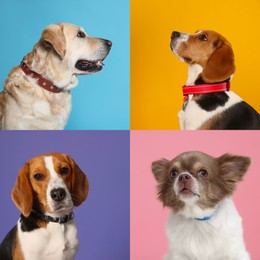 Collage with photos of cute dogs in collars on different color backgrounds