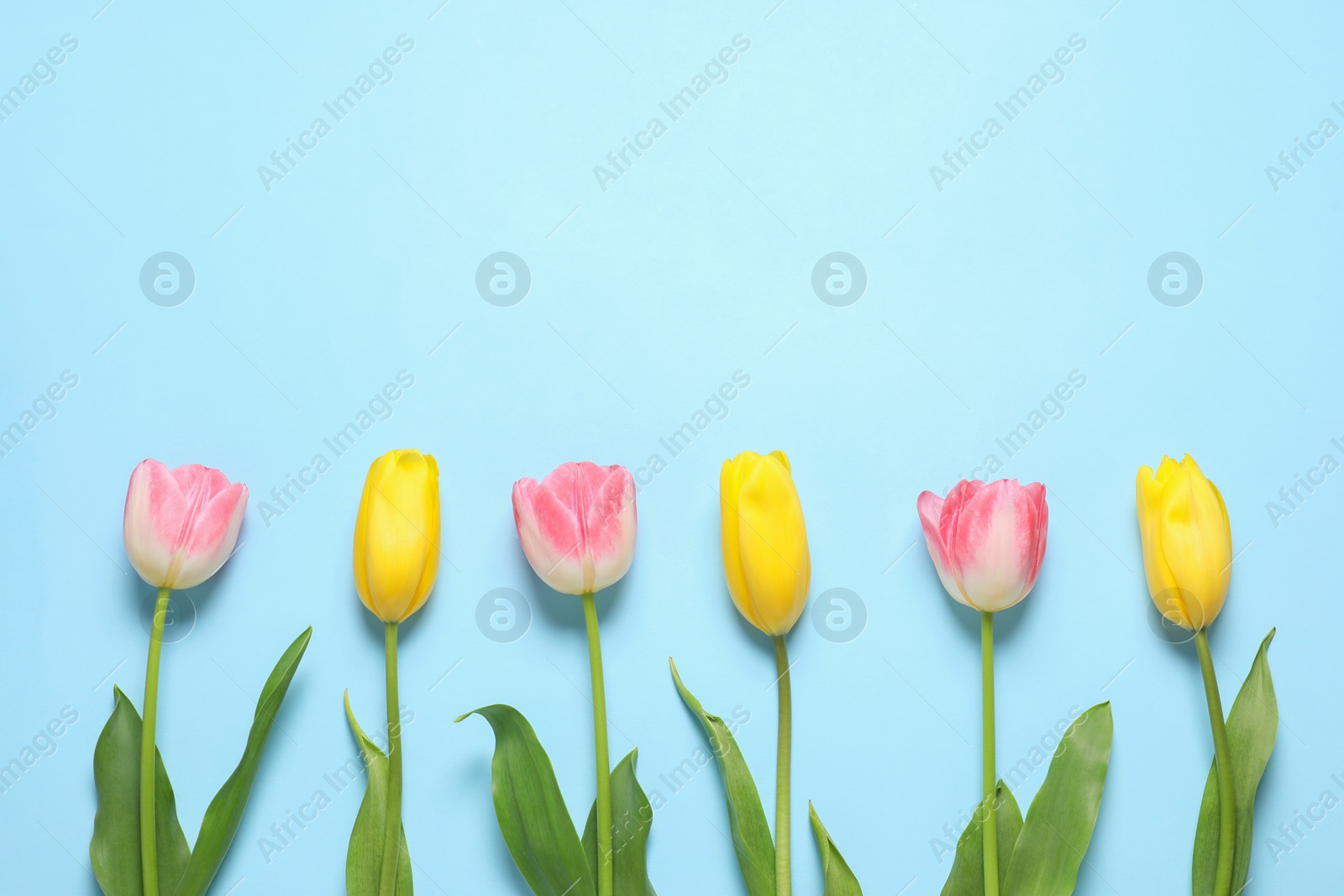 Photo of Beautiful colorful tulips on light blue background, flat lay with space for text