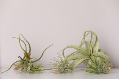 Different tillandsia plants on white table. House decor