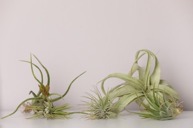 Photo of Different tillandsia plants on white table. House decor