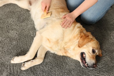 Photo of Woman brushing cute Labrador Retriever dog on grey carpet, closeup