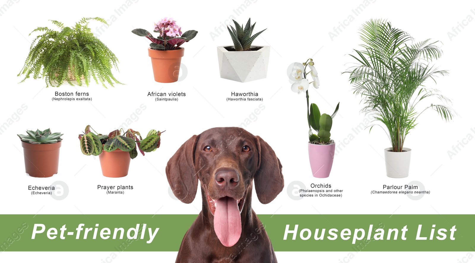 Image of List of pet-friendly houseplants on white background