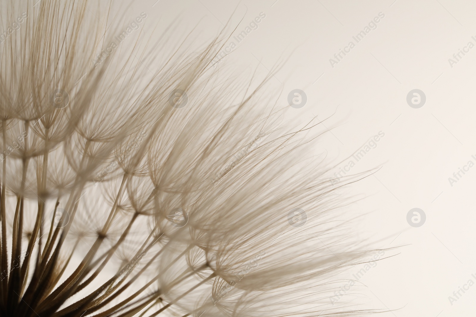 Photo of Beautiful fluffy dandelion flower on white background, closeup