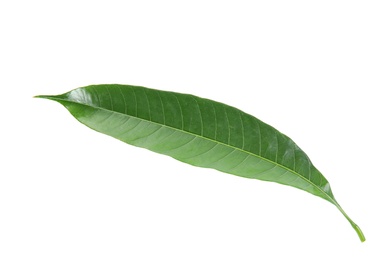 Photo of Fresh green mango leaf on white background