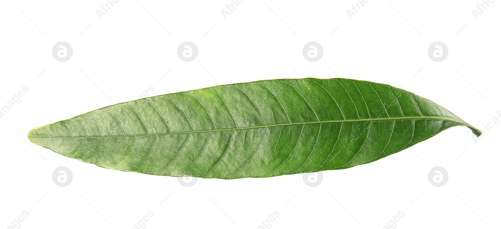 Photo of Fresh green mango leaf on white background