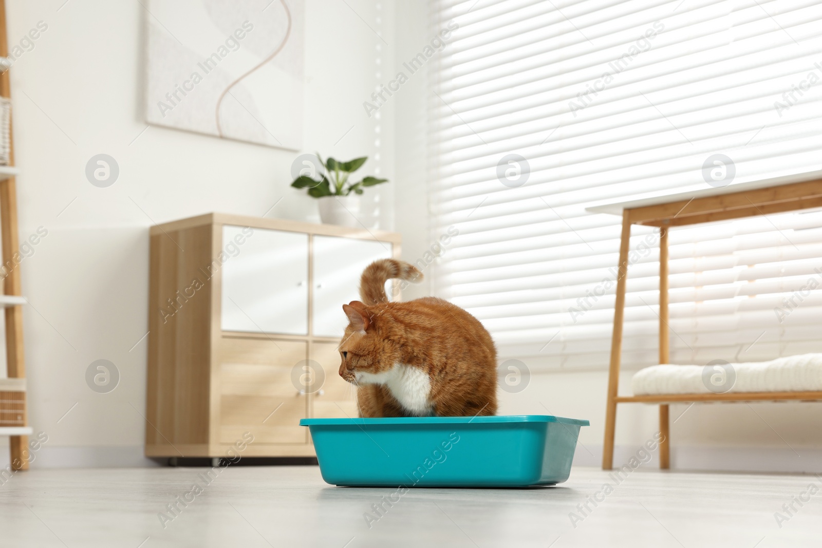 Photo of Cute ginger cat in litter box at home