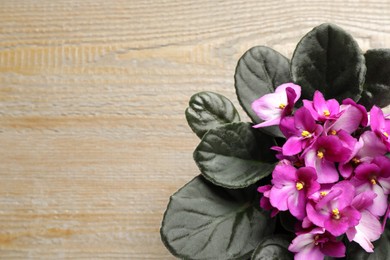 Photo of Top view of beautiful violet flowers on wooden background, space for text. Delicate house plant