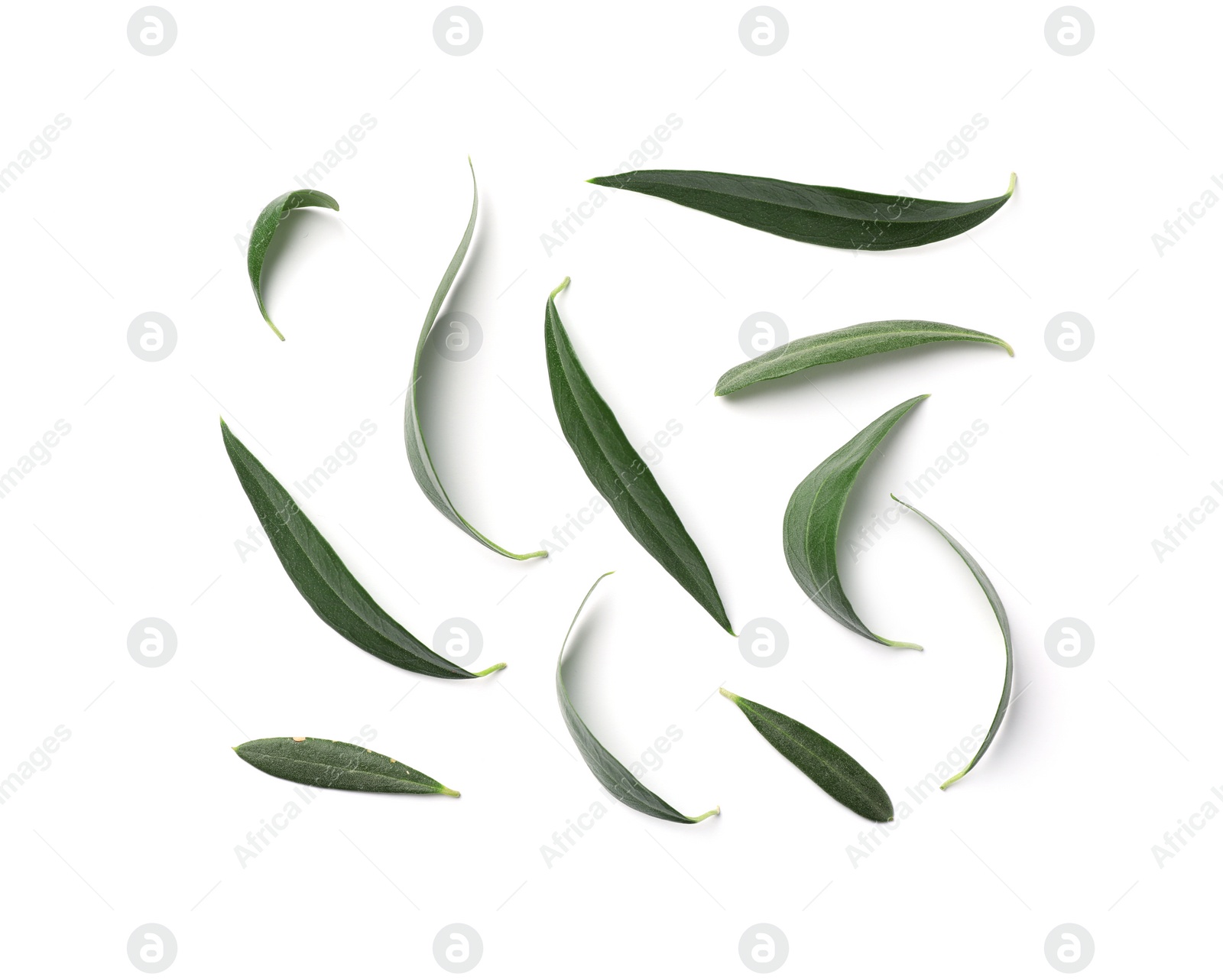 Photo of Composition with fresh green olive leaves on white background, top view