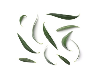 Photo of Composition with fresh green olive leaves on white background, top view