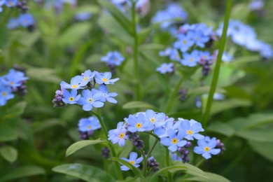 Beautiful forget-me-not flowers growing outdoors. Spring season