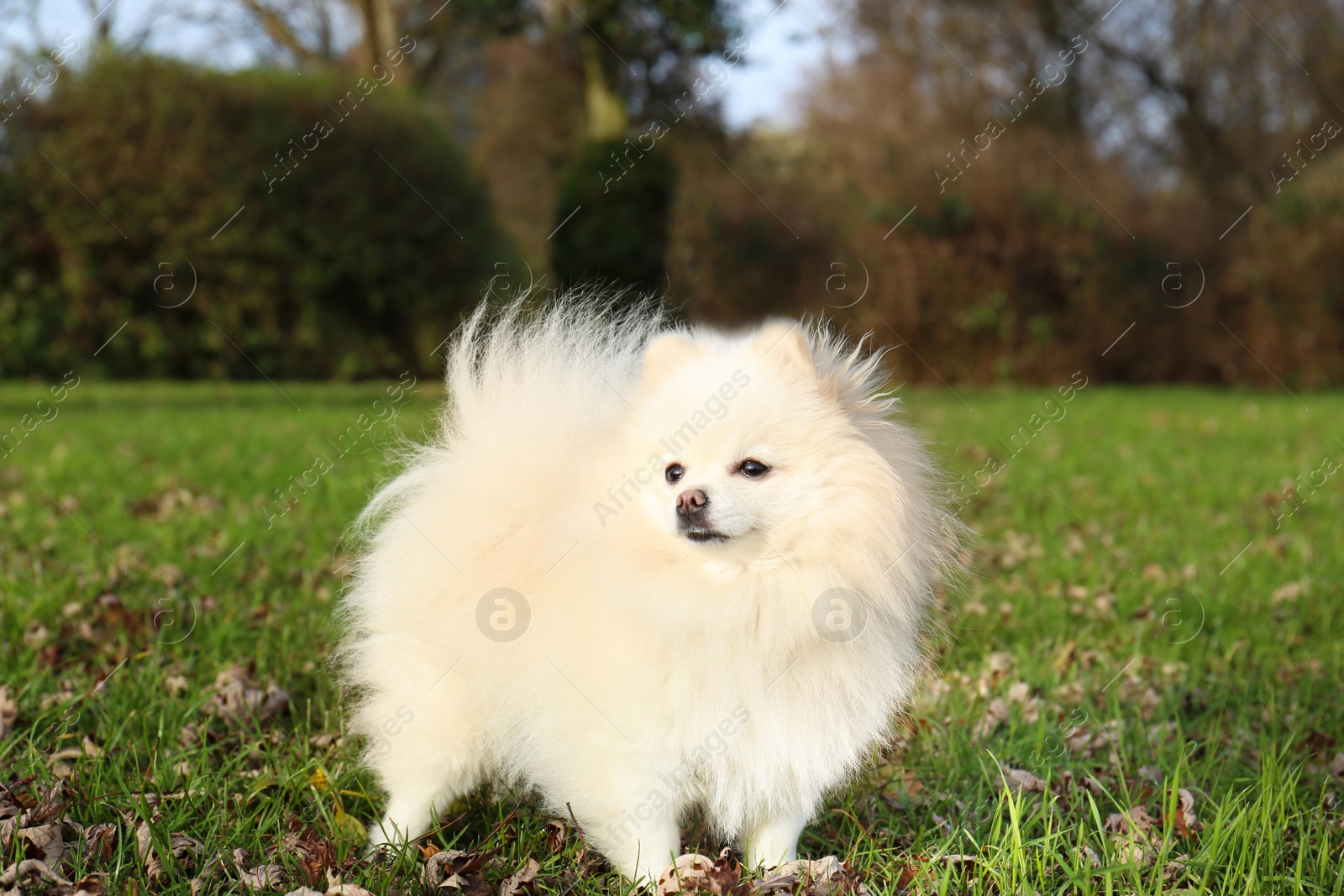 Photo of Cute fluffy Pomeranian dog on green grass outdoors. Lovely pet