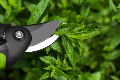 Photo of Cutting fresh green mint with pruner outdoors, closeup