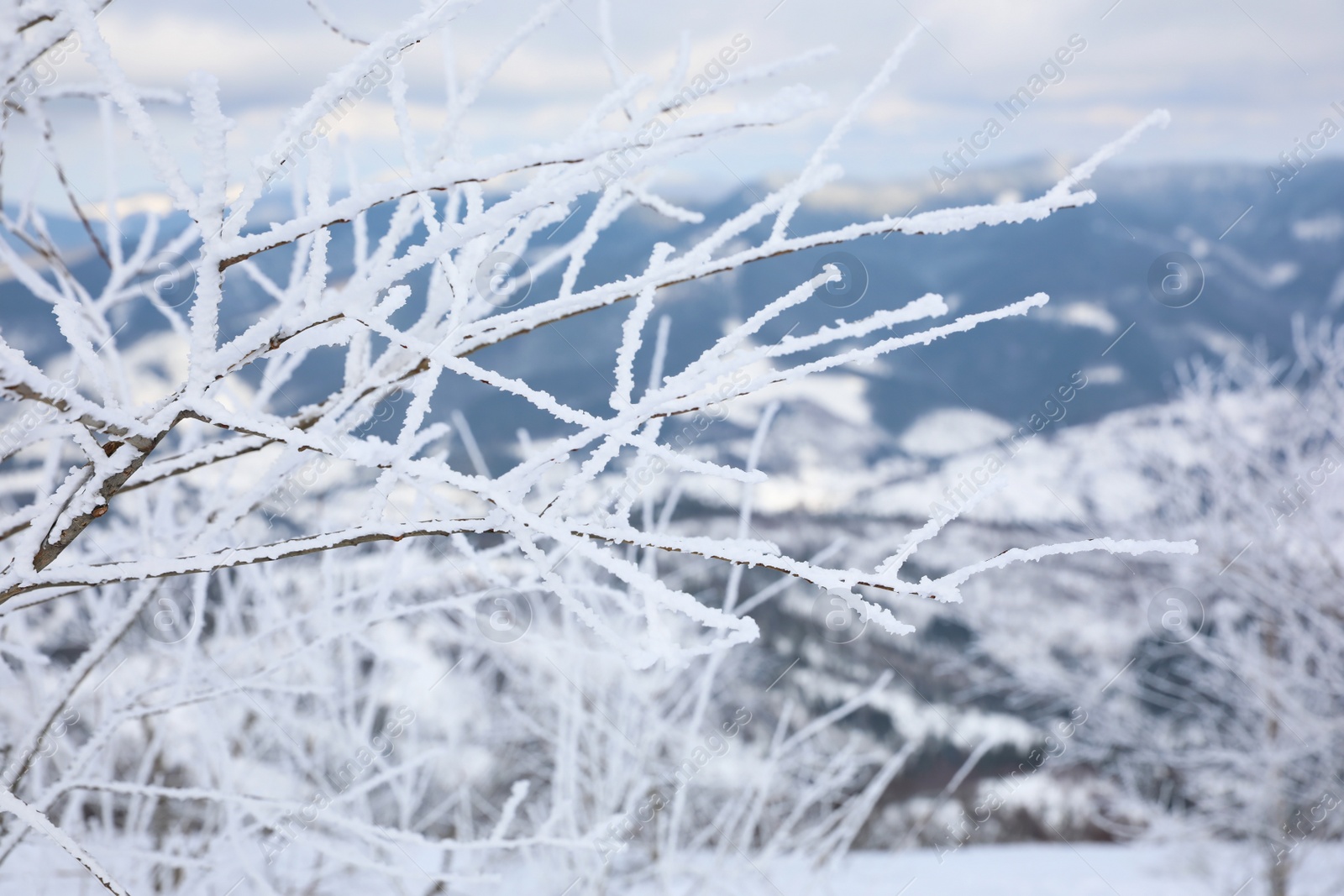 Photo of Closeup view of bush covered with hoarfrost on winter morning