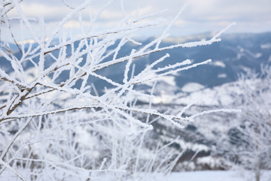 Closeup view of bush covered with hoarfrost on winter morning