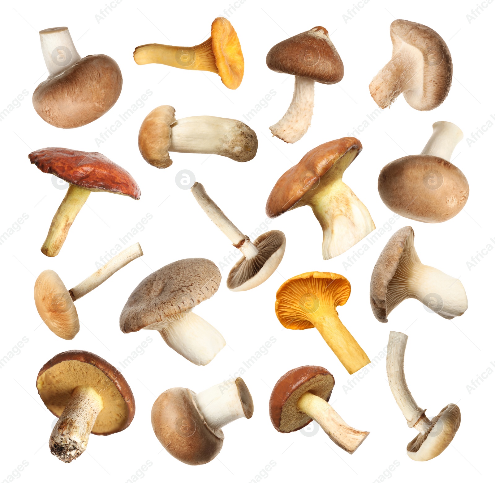 Image of Set of different fresh mushrooms on white background