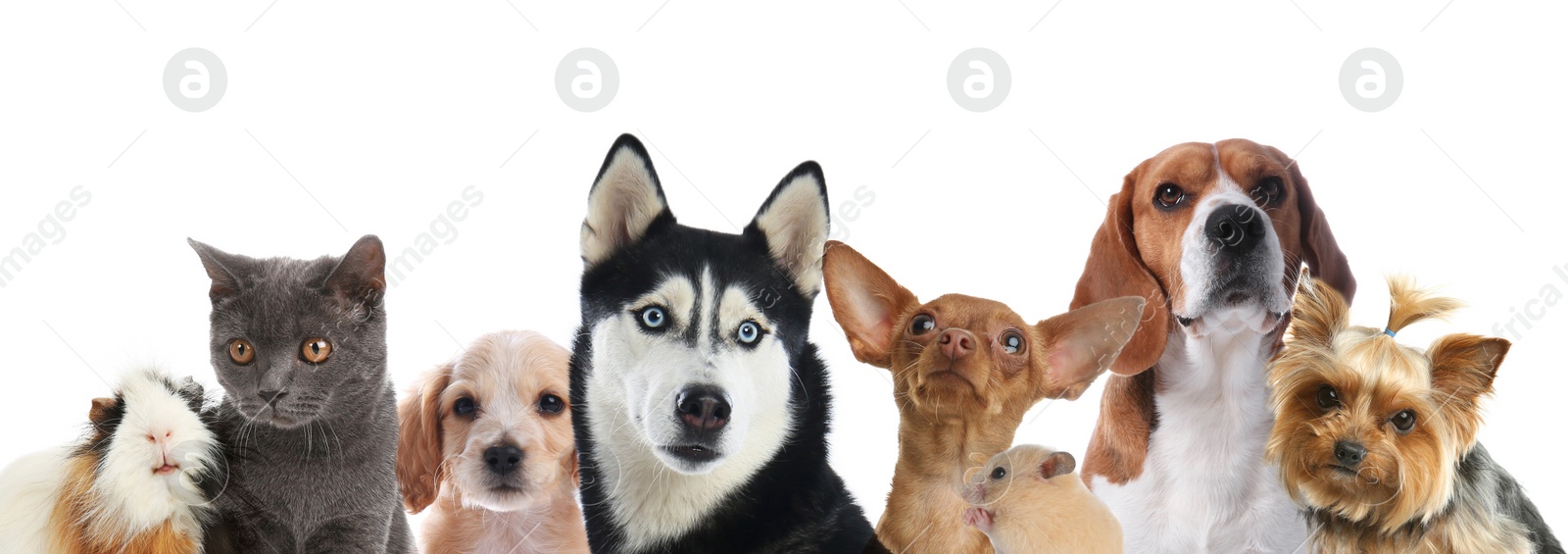 Image of Group of cute pets on white background. Banner design