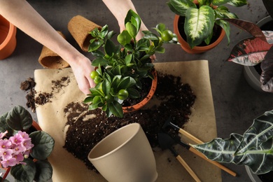 Photo of Woman transplanting home plants at table, top view