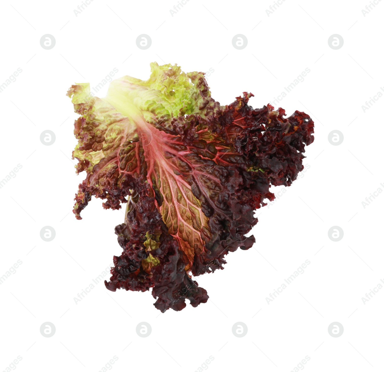 Photo of Leaf of fresh red coral lettuce isolated on white