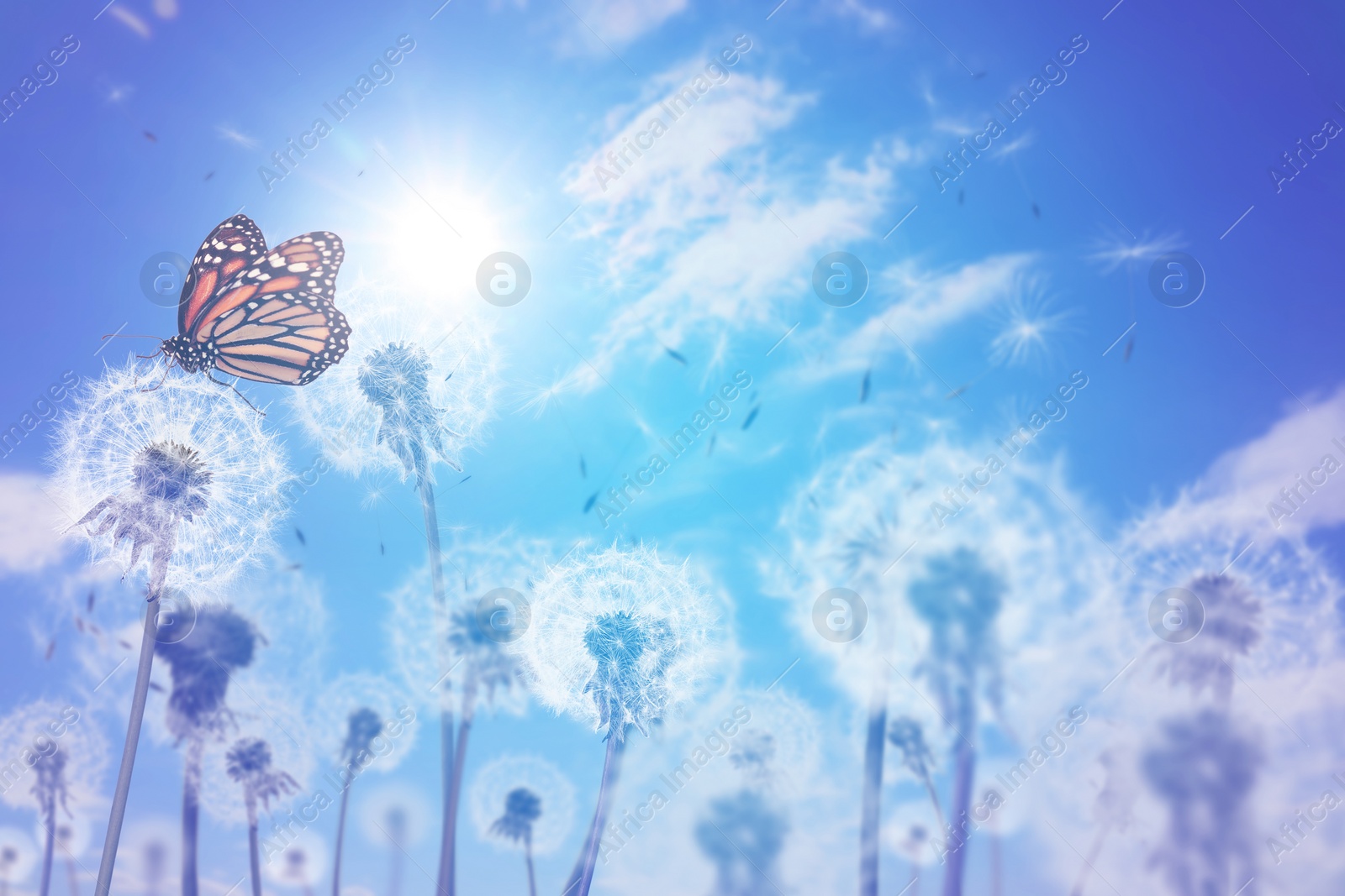 Image of Beautiful butterfly and delicate fluffy dandelions on sunny day 