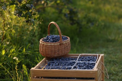 Photo of Tasty ripe blueberries on farm. Seasonal berries