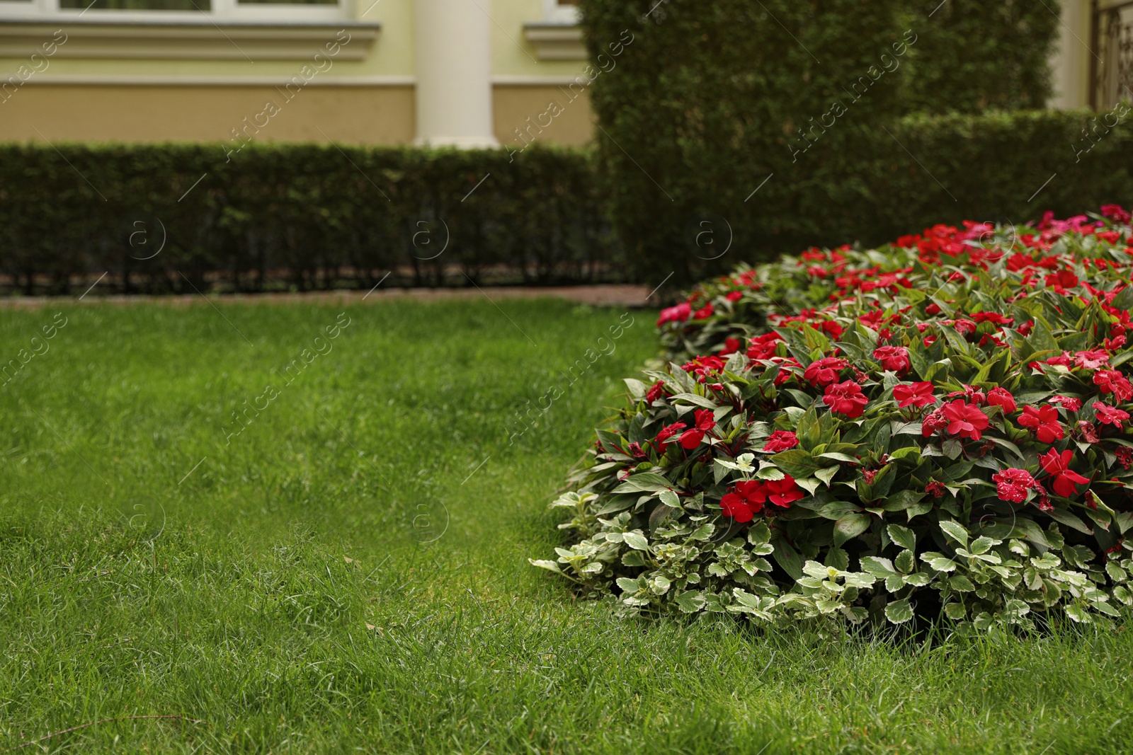 Photo of Picturesque landscape with beautiful flowerbed on sunny day. Gardening idea