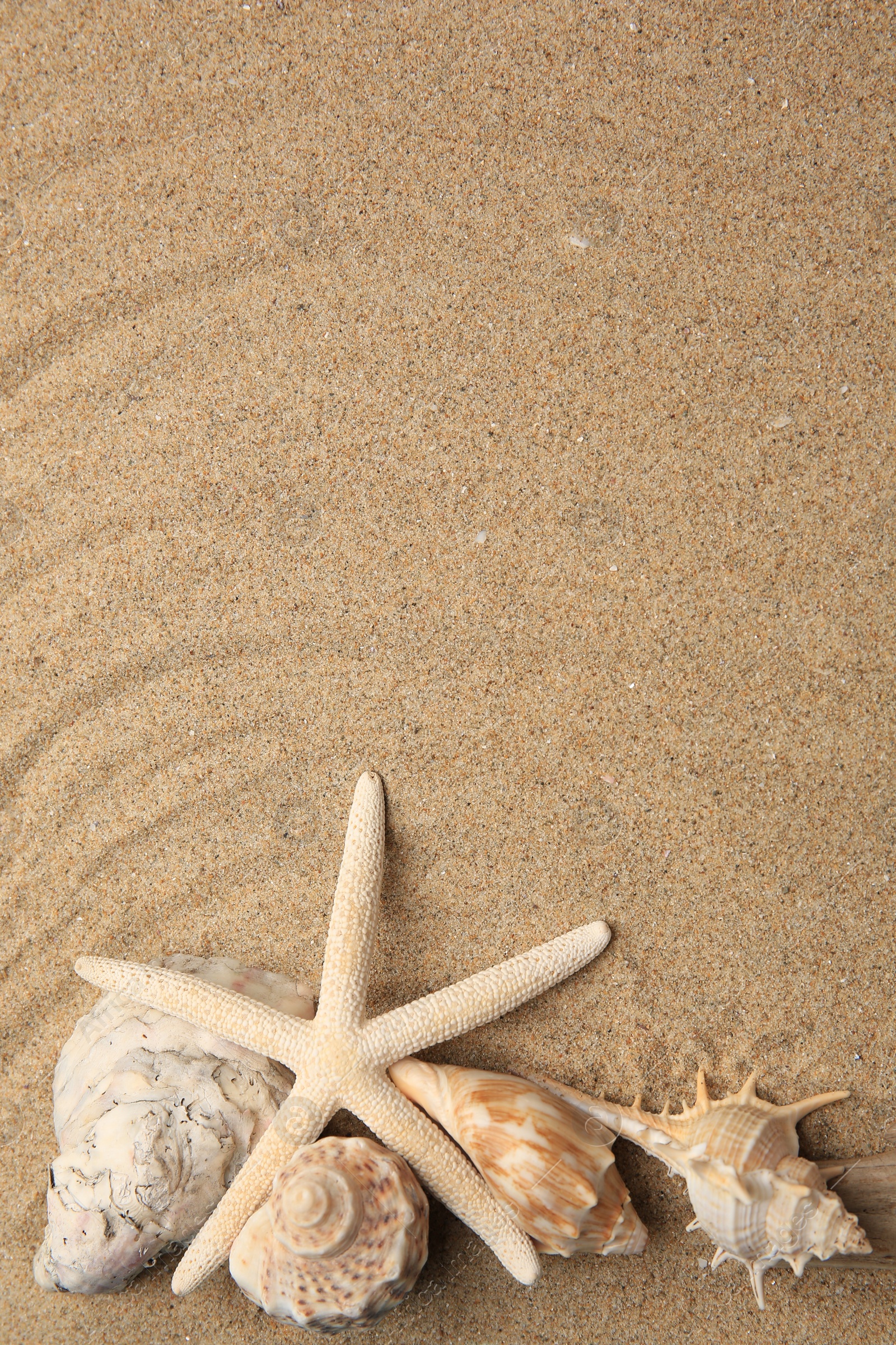 Photo of Beautiful starfish and sea shells on sand, flat lay. Space for text