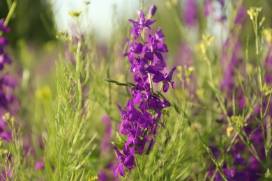 Photo of Beautiful wild flowers outdoors on sunny day, closeup. Amazing nature in summer