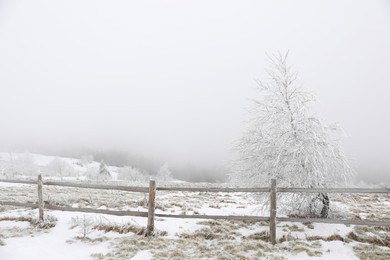 Photo of View of wooden fence, tree and plants covered with snow outdoors on winter day
