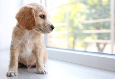Photo of Cute English Cocker Spaniel puppy sitting near window indoors. Space for text