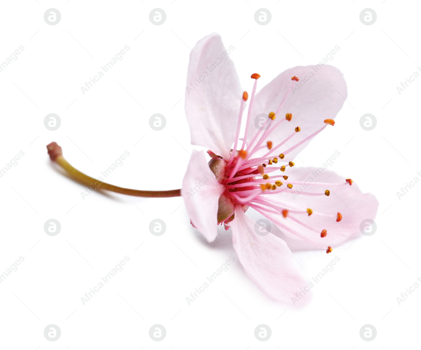 Photo of Beautiful blossoming flower on white background