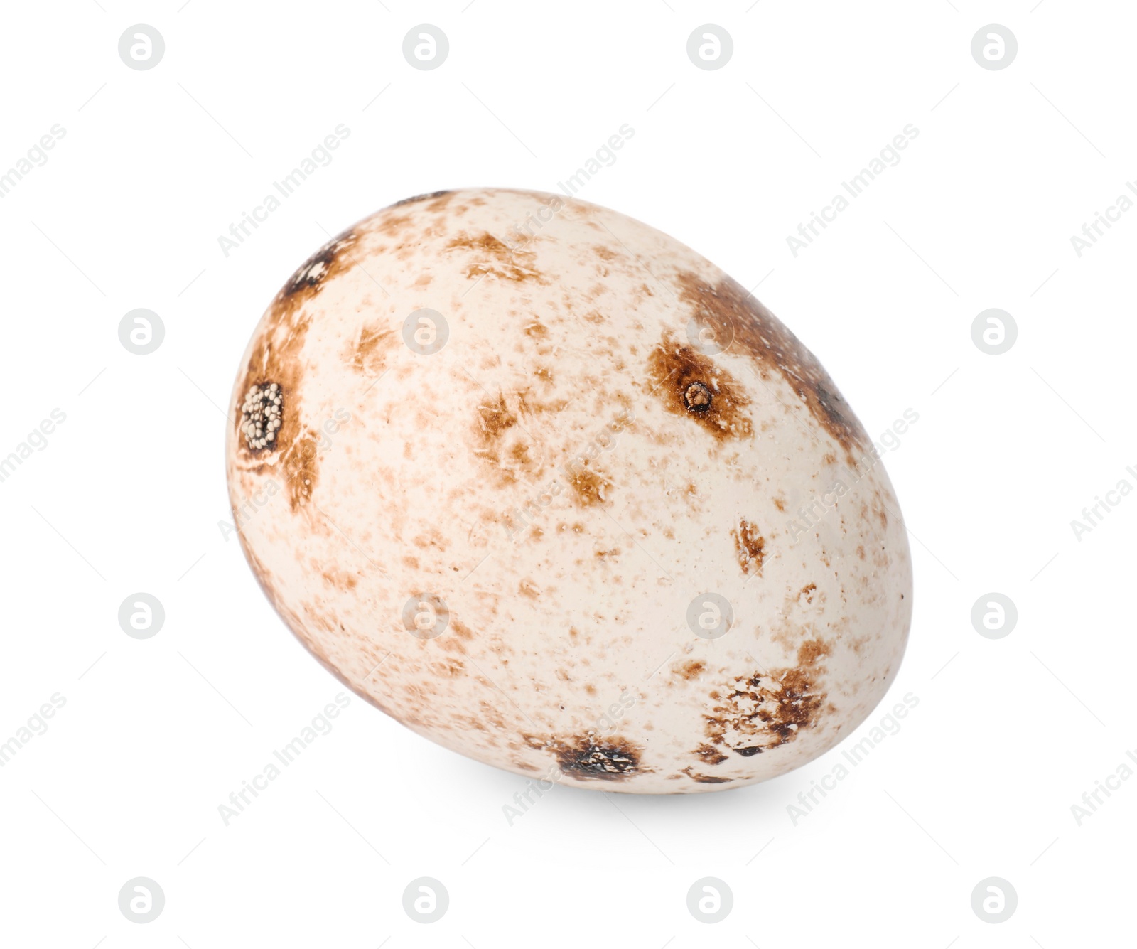 Photo of One speckled quail egg isolated on white